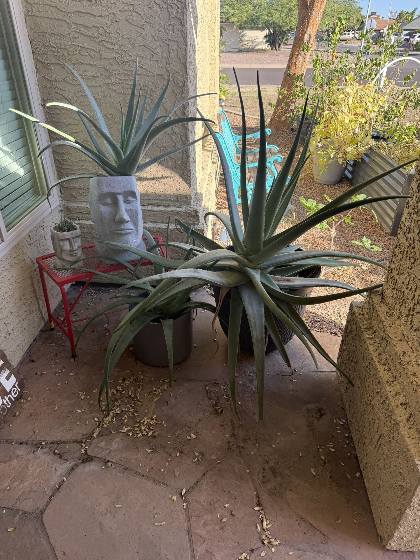 Potted Plants And Succulents
