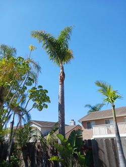 $50  Palm Tree Trimming 