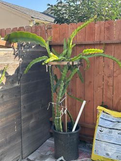 Dragon Fruit Whole Plant With Trellis