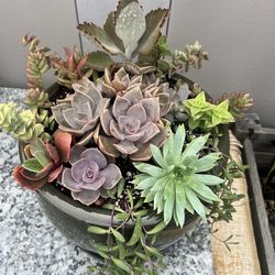Succulent arrangement, arreglo de suculentas