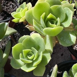 Cactus And Succulents 4”pot