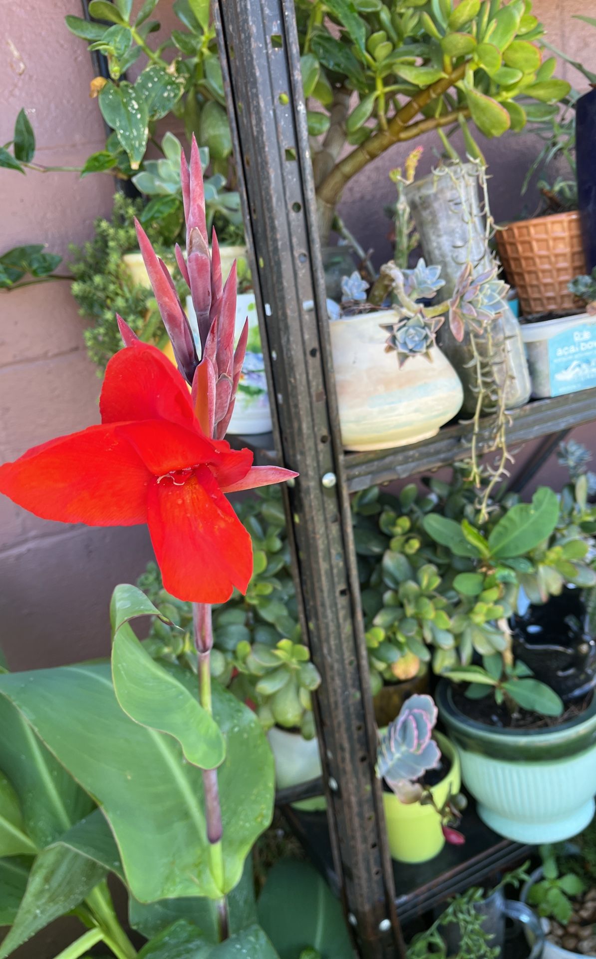 Planea Cana Lili