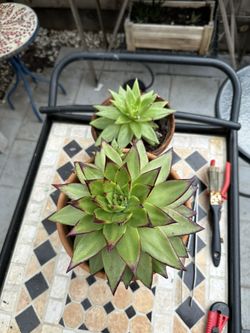 Lipstick Echeveria