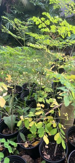 Moringa Tree Live Plant in Pot