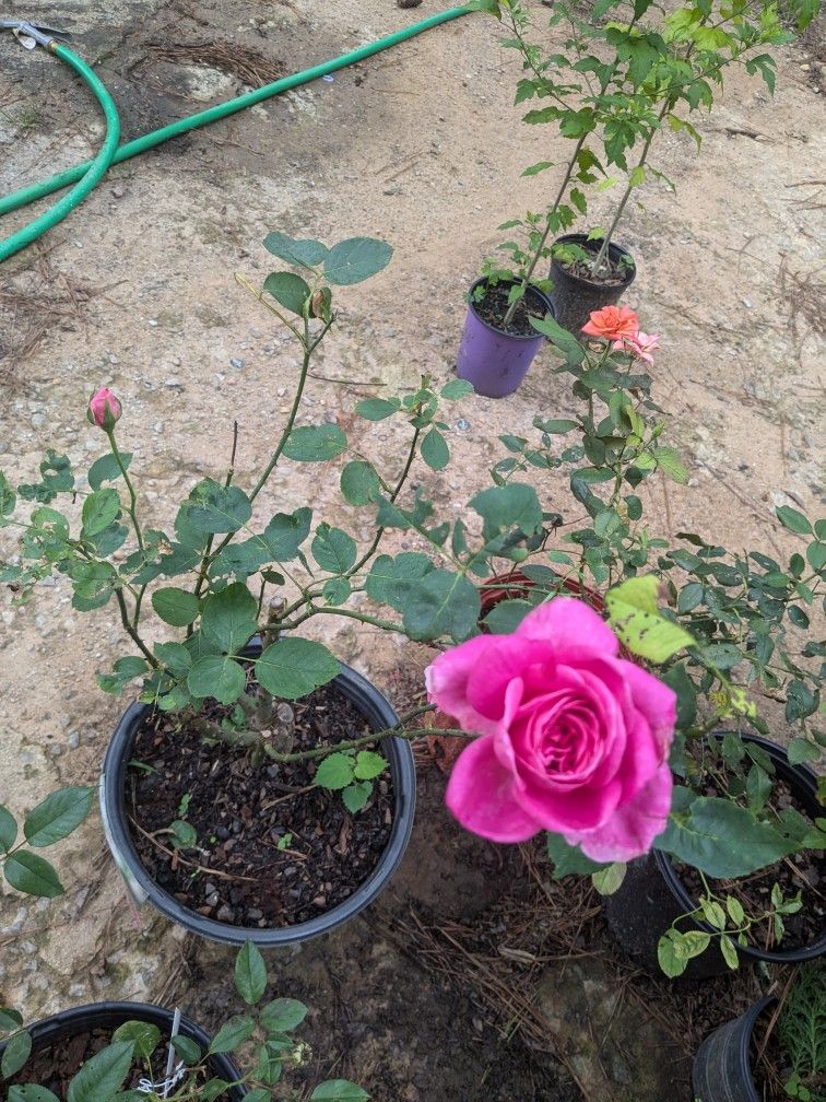 Roses Plant