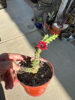 Huernia schneideriana