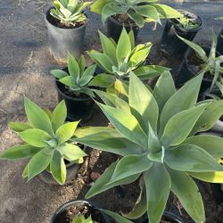 Agave Plants