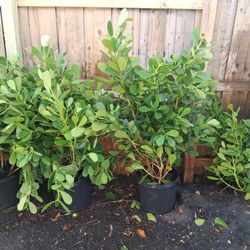 7 Gallon Clusia & Installation 