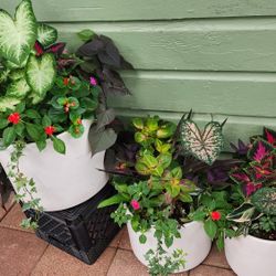 3 ceramic pots with plants 