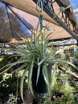 Spider Plant In Hanging Pot