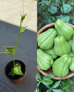 CHAYOTE STARTER PLANTS SEEDLINGS 🌱 佛手瓜苗