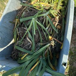 Free Agapanthus bulbs