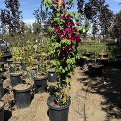 Bougainvillea Plants- 15 Gal. Pot.