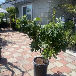 Longan Fruit Plant For Sale