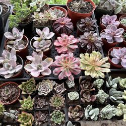 Plant Sale 