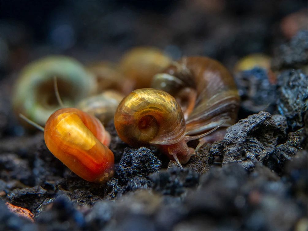 Ramhorn And Bladder Snails