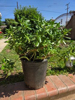 Suculent jade plant