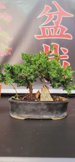 Bonsai Plants 