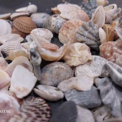 Authentic Seashells , Hand Picked , All Sizes All Types 