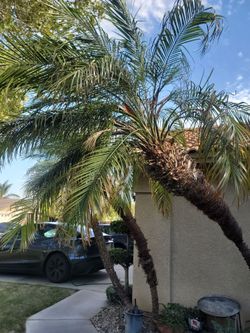 Palm trees 3
