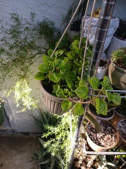 Planta De Colgadera $10