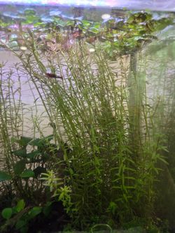 Red root floaters, Rotala, Anubias, Java fern. First come, first served.