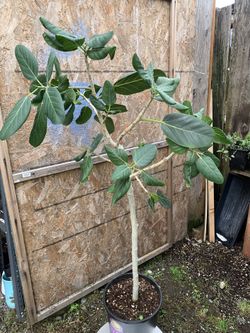 indoor Plant
