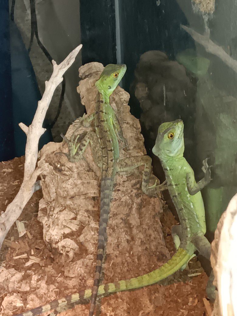 reptiles pet shop in fresno