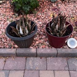 Two Cactuses