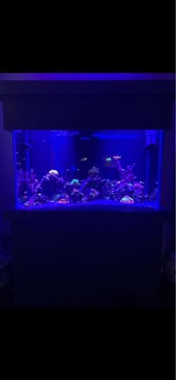 Fish tank