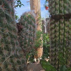 Cactus Old Man Arm