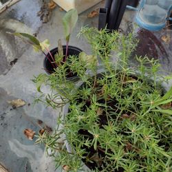 Huge Plants Sale Trees Flowers Palms Ivy's Indoor Outdoor All Thriving At Pep Boys On Walzem Rd