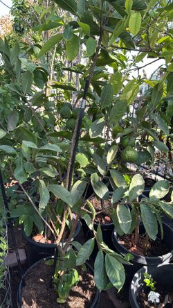 Thai Guava