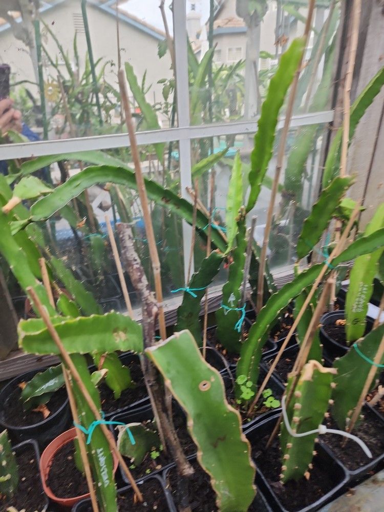 Dragon Fruit Plant ,"Dark Star" Deep Red/ Magenta