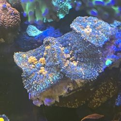 Sunkist Coral Led Lights