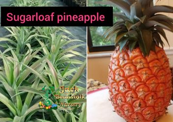 sugarloaf pineapple edible core plant 1gal