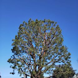 Trees 🌳🌳 Palms 🌴🌴 Trimming 