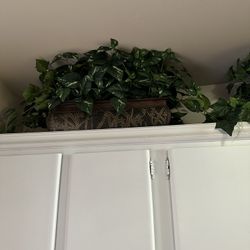 Plants 