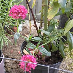 Pink Jupiter's Beard Plant $7