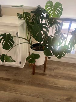 Indoor Monstera Plant, White planter not included