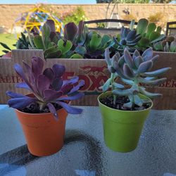 Potted Succulants