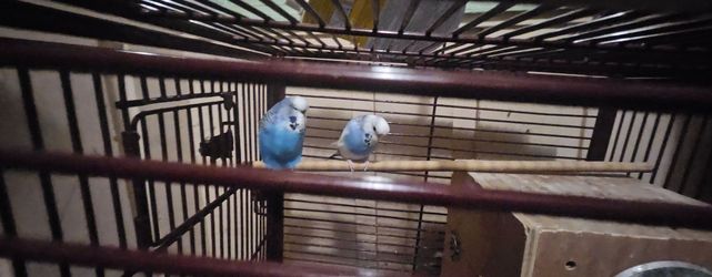 New cage .Jaula nueva