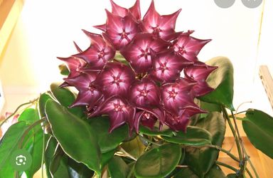 6” xl Hoya macgillivrayi ( first pic is example ) hard to find