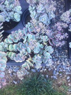 Miniature sedum