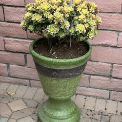 Lucky Jade With Large Clay Pot For Outdoor Decor