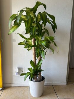 Large Dracaena Corn Plant in White Pot