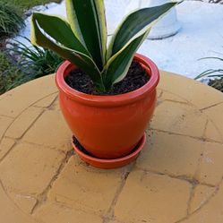 Golden Flame Snake Plants 