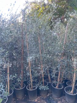 5 Gallon Size- Olive Trees- Passionfruit Vines- Persimmon Trees- Moringa Trees- Sapote Trees- Cherimoya Trees- Lemon Guava Trees- Strawberry Guava Tre