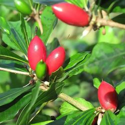 Miracle Fruit Tree