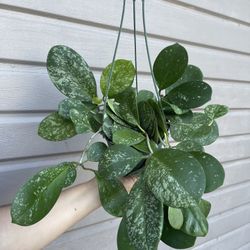 6” hoya obovata super splash silver 